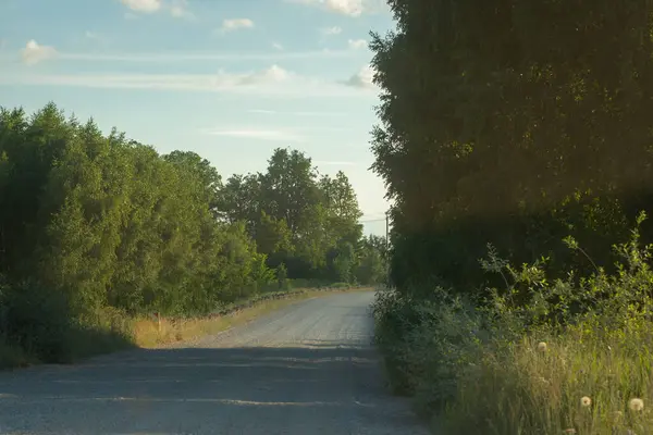 Straight Dirt Road Forest — Foto de Stock