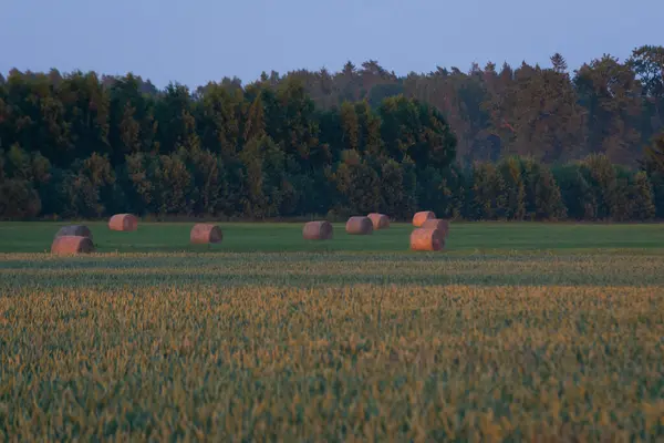 Rouleaux Foin Dans Prairie Automne Vert Campagne Agroculture — Photo