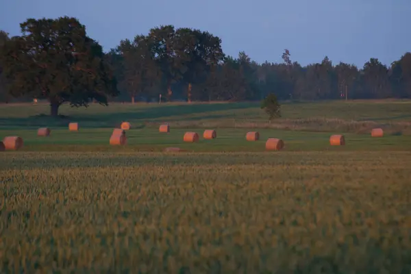 Rouleaux Foin Dans Prairie Automne Vert Campagne Agroculture — Photo