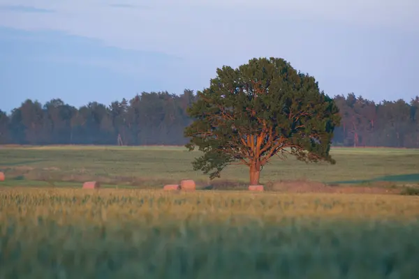 Yalnız Ağaç Mavi Gökyüzüne Karşı Buğday Tarlasında — Stok fotoğraf