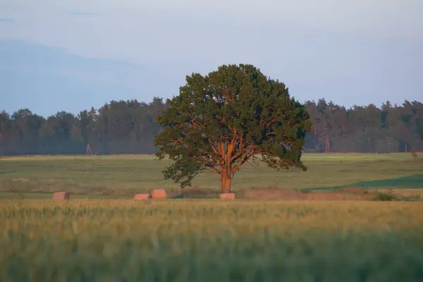 Samotne Drzewo Przeciwko Błękitnemu Niebu Polu Pszenicy — Zdjęcie stockowe