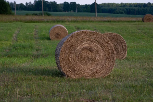 Kotouče Balíků Sena Poli Jedna Velká Rolička Popředí Pole Suché — Stock fotografie