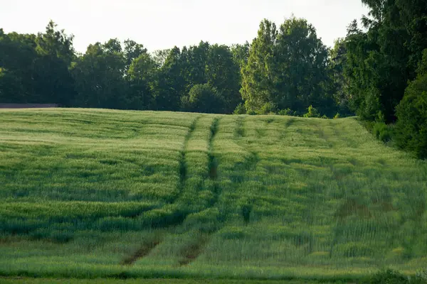 農業機械 早春の芽 地平線の空の痕跡を持つ冬の小麦の緑のフィールド — ストック写真