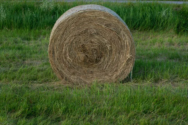 Haystack Left Field Harvesting Grain Crops Harvesting Straw Animal Feed —  Fotos de Stock