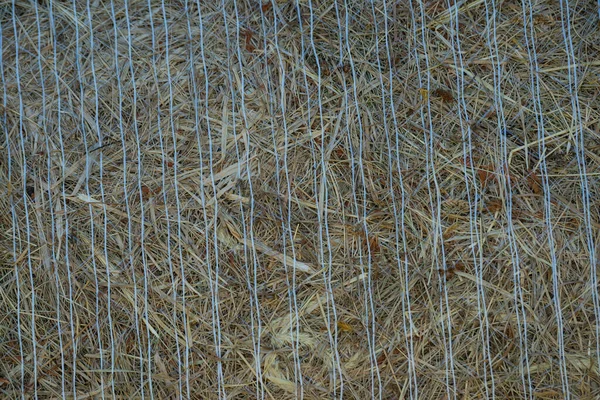 麦秆的质地 干干的干草在田里滚着 大卷干草叶面喷出 大圆卷毛的密闭 自然的阳光 — 图库照片