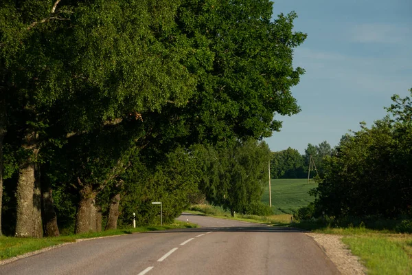 Asphalted Country Road Bend Huge Oak Trees Illuminated Warm Light — Foto de Stock