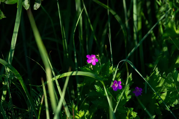 Violet Outdoor Flowers Green Blurred Background Illuminated Warm Summer Sunset — Foto de Stock