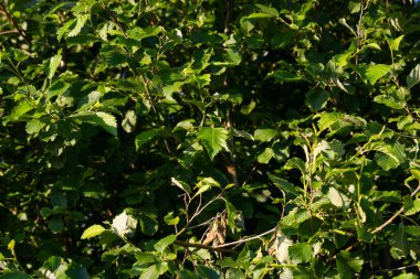 yeşil ağaç desenleri ve arka plan - yeşil bahçe ve çalılar