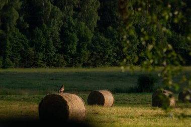 Şahin büyük bir saman rulosunun üzerine tünemiş avını izliyordu..