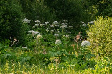 İnek yaban havucu (Heracleum sosnowsky) tarlası yazın gün batımında parlıyor.