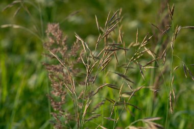 Yağmur çiy çim ve çiçek ile taze güzel yeşil çim mowed