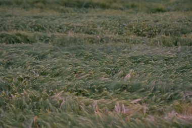 eko bahçe, sebze, soğan, patates ve havuç ekolojik ortamda büyüyen ülke bahçe, hiçbir pestisitler. çavdar tarlası