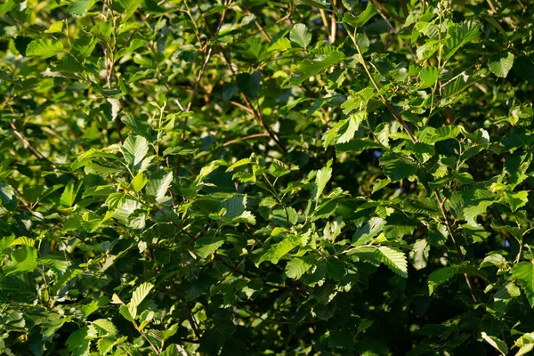 Green Tree Textures Backgrounds Green Garden Bushes —  Fotos de Stock