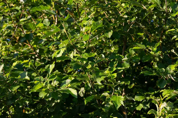 Green Tree Textures Backgrounds Green Garden Bushes —  Fotos de Stock