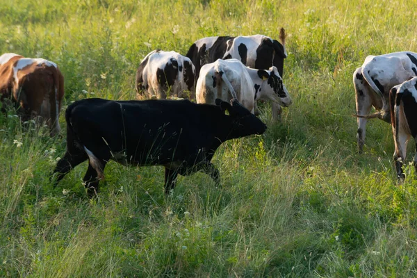 여름의 들판에 젖소들 — 스톡 사진