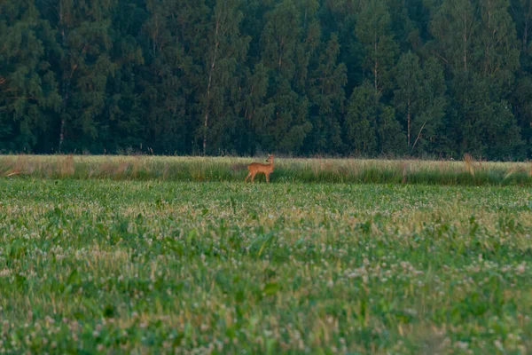 落日时分在森林里的鹿群 — 图库照片