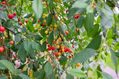 Kiraz ağacının dalındaki yaprakların arasına su damlatan kırmızı kirazlar
