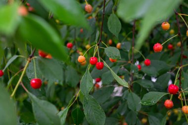 Kiraz ağacının dalındaki yaprakların arasına su damlatan kırmızı kirazlar