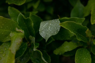 Çiy damlacıklarıyla kaplı bir hosta bitki yaprağının seçici odaklanma görüntüsü