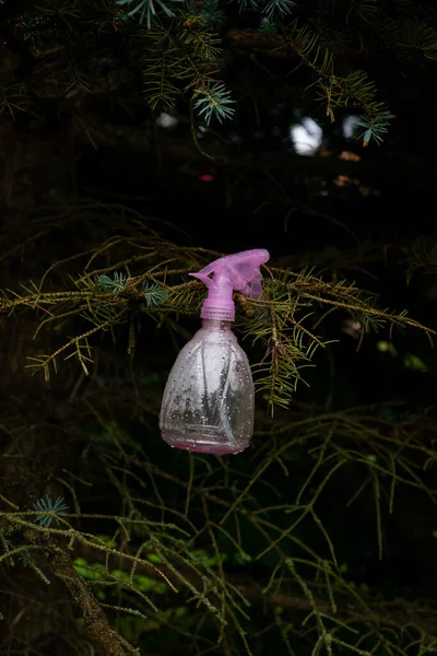 Pink Bottle Watering Spraying Plant Spruce Branch Refreshing Plants Hot — 스톡 사진