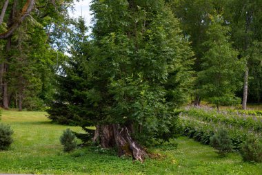 Ölü bir ağaç kütüğüyle parktaki yeşil çalı. Çalı boyunca menekşe çiçeklerinden bir çiçek tarlası.