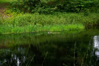 Bahar parkında gölet. Bahar Parkı göleti manzarası. Baharda park göleti. Park göleti