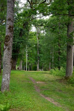 Yolunda sarı yapraklar olan yaz aylarında ormanda turist gezisi.