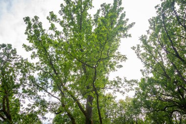 Mavi gökyüzüne karşı yamaçta büyük yeşil bir taç olan ağaç.