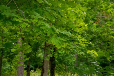 Yeşil Doğa arka plan akçaağaç yaprakları ile