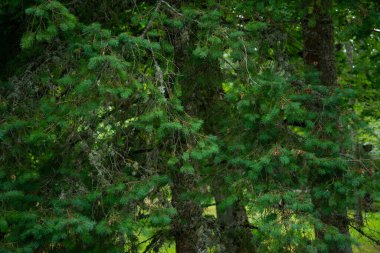 Genç yeşil iğne arka planı, güzel yeşil iğne arka planı