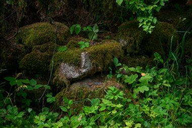 Yeşil çimenlikteki kayalar yeşil yosun ile kaplanmış. Doğada temiz çevre.