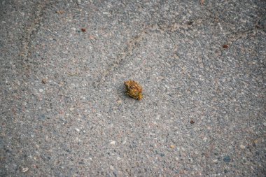 Asfalt yola düşen çam kozalağının yakın çekimi. tepeden görünüm.