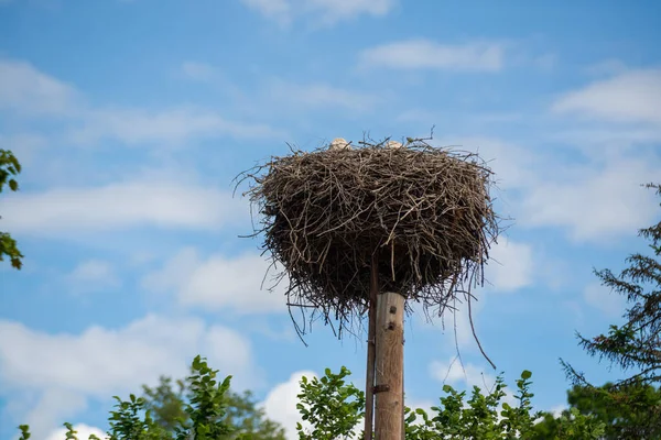 Storken Återvänder Till Sina Bon Vårmånaderna Storkens Två Storkarna — Stockfoto