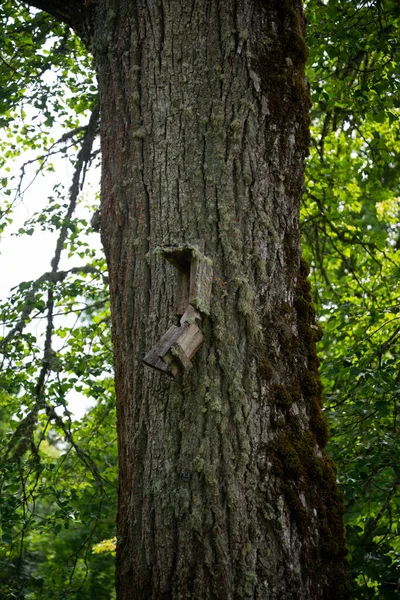 Old Mossy Broken Birdcage Nailed Mossy Tree Trunk — Stock Fotó