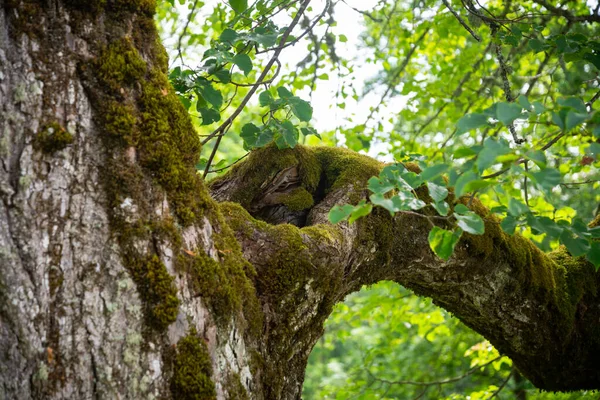Yosun kaplı ağaç dalları ve gövde seçici odak noktası.