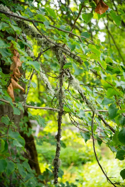 Close Tree Branches Branches Covered Moss Green Leaves Warm Summer — Stockfoto