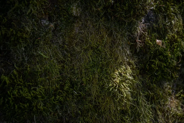 Wzór Zielony Mech Dorosły Pokrywa Szorstkie Kamienie Podłodze Lesie Pokaż — Zdjęcie stockowe