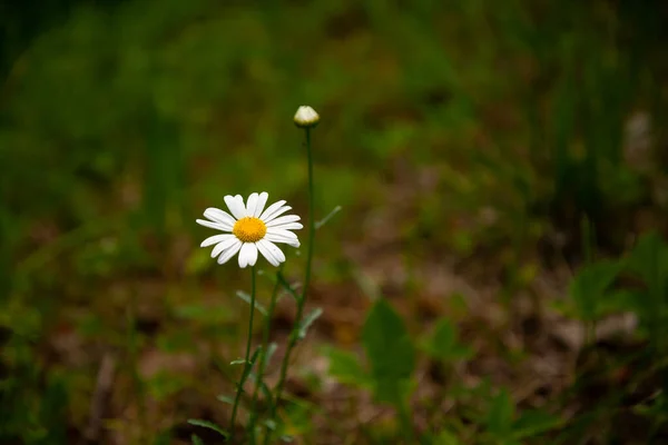 Close White Daisy Green Grass — Stock Photo, Image