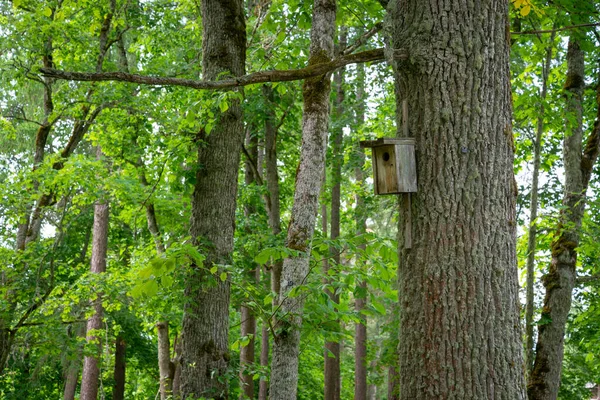 Birdhouse Tree Birdcage Bird Nest — Stock Fotó