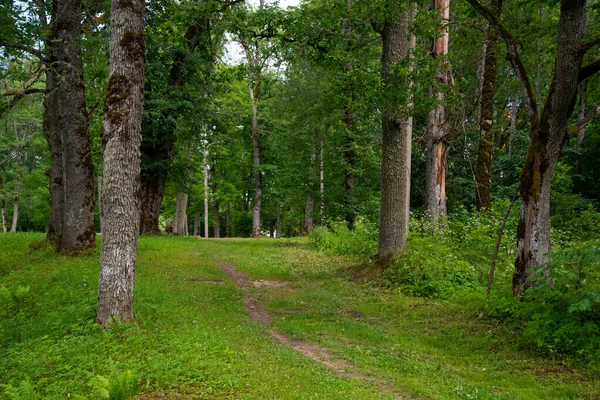 Szlak Turystyczny Lesie Latem Żółtymi Opadłymi Liśćmi Drodze — Zdjęcie stockowe