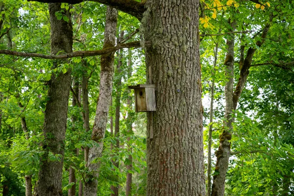 Birdhouse Tree Birdcage Bird Nest — Stok fotoğraf