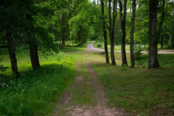 Туристическая Тропа Лесу Летом Желтыми Опавшими Листьями Тропе — стоковое фото