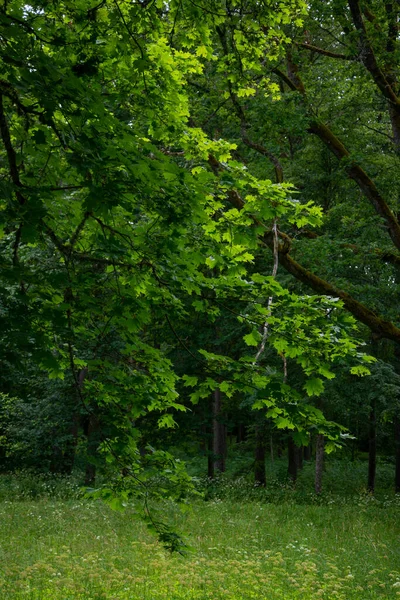 Yeşil yapraklı yeşil yaz ormanı ve yeşil yapraklı yosun kaplı taşlar.