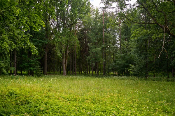 Troncos Árvores Ensolarada Floresta Verão Com Sombras Raios Sol Fundo — Fotografia de Stock