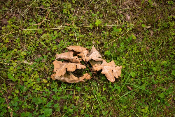 Autumn Fallen Leaves Green Grass — 스톡 사진