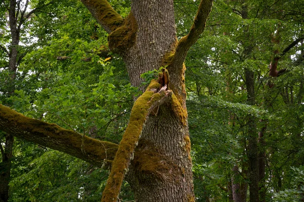 Tronc Arbre Couvert Mousse Dans Forêt Panneau Pointant Vers Nord — Photo