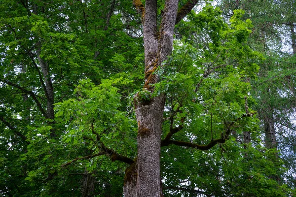 Tree Green Leaves Overgrown Moss Warm Summer Day — Foto de Stock