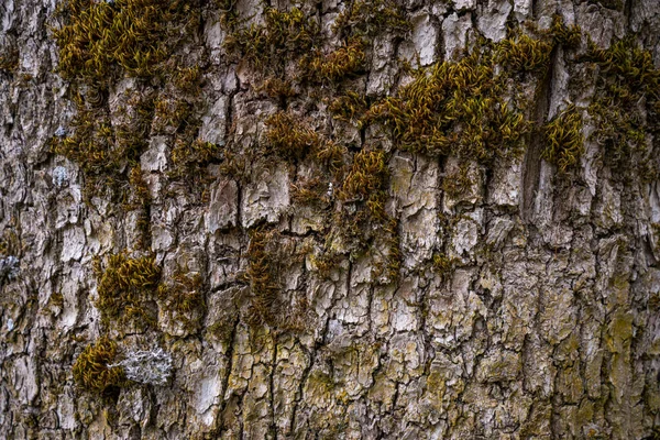 Wytłoczonym Tekstury Brązowy Kory Drzewa Zielonego Mchu Porostów Nim Rozszerzona — Zdjęcie stockowe