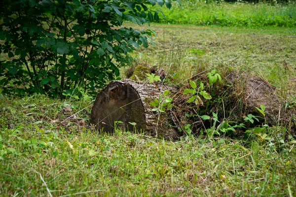 Пень Ствола Дерева Корнями Лугу Зеленой Травой Листьями — стоковое фото