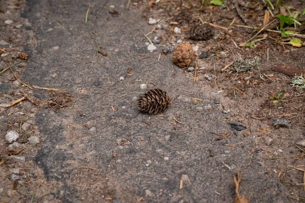 Pine Cone Lying Asphalt Road — 스톡 사진